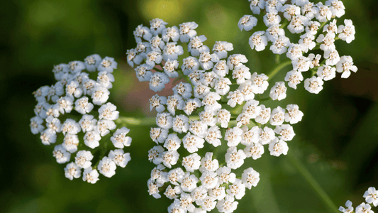 Rimedi naturali per guarire rapidamente i brufoli