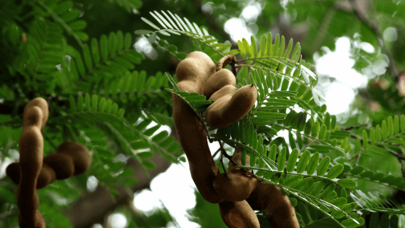 Come curare naturalmente i brufoli