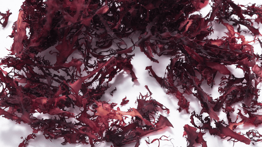 alga sea moss brufoli